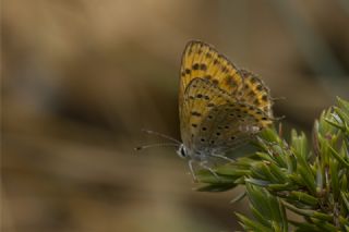 Kk Ate Gzeli (Lycaena thersamon)