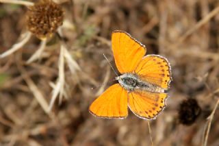 Kk Ate Gzeli (Lycaena thersamon)