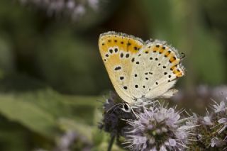 Kk Ate Gzeli (Lycaena thersamon)