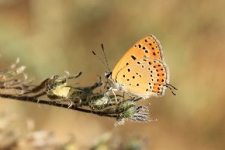 Kk Ate Gzeli (Lycaena thersamon)