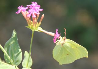 Orakkanat (Gonepteryx rhamni)