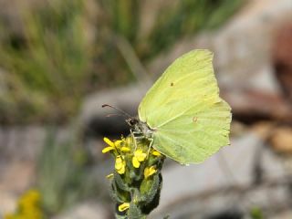 Orakkanat (Gonepteryx rhamni)