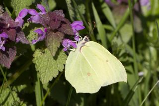 Orakkanat (Gonepteryx rhamni)