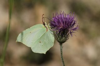 Orakkanat (Gonepteryx rhamni)