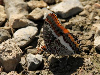 ift Kuyruklu Paa (Charaxes jasius )