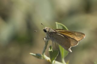 Nostrodamus&nbsp;(Gegenes&nbsp;nostrodamus )