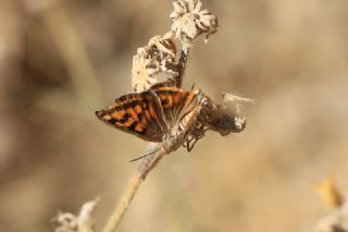 eytanck (Cigaritis acamas)