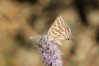 eytanck (Cigaritis acamas)