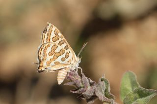 eytanck (Cigaritis acamas)