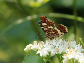 Isrgan Kelebei (Araschnia levana)
