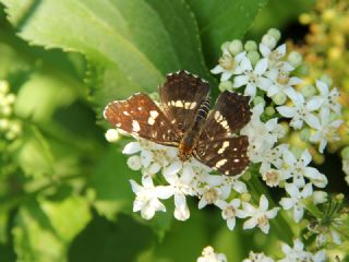 Isrgan Kelebei (Araschnia levana)