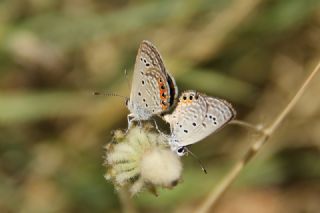 Mcevher Kelebei (Chilades trochylus)