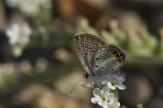 Mcevher Kelebei (Chilades trochylus)