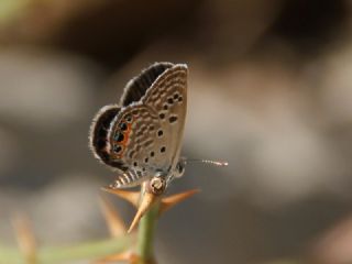 Mcevher Kelebei (Chilades trochylus)