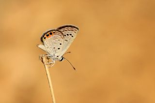 Mcevher Kelebei (Chilades trochylus)