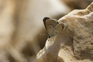 Mcevher Kelebei (Chilades trochylus)