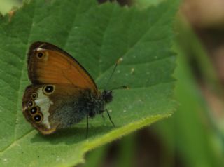 Funda Zpzp Perisi (Coenonympha arcania)