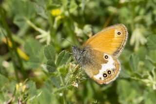 Funda Zpzp Perisi (Coenonympha arcania)
