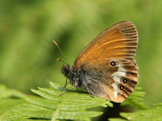 Funda Zpzp Perisi (Coenonympha arcania)