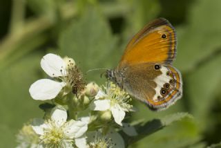 Funda Zpzp Perisi (Coenonympha arcania)