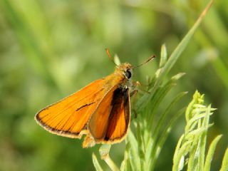 Sar Antenli Zpzp (Thymelicus sylvestris)