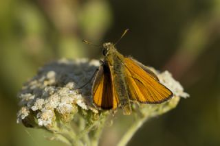 Sar Antenli Zpzp (Thymelicus sylvestris)