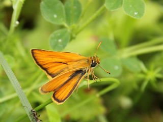 Sar Antenli Zpzp (Thymelicus sylvestris)