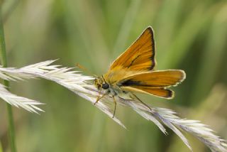 Sar� Antenli Z�pz�p&nbsp;(Thymelicus&nbsp;sylvestris)