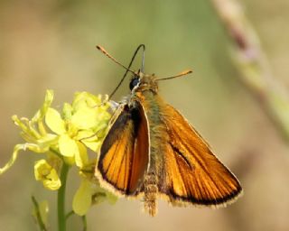 Sar Antenli Zpzp (Thymelicus sylvestris)