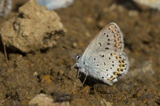 �das Mavisi, Esmerg�z&nbsp;(Plebejus&nbsp;idas)