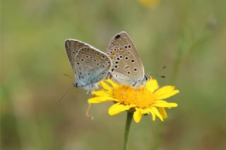 okgzl Amanda (Polyommatus amandus)