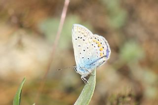 okgzl Mavi (Polyommatus icarus)