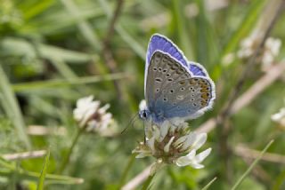 okgzl Amanda (Polyommatus amandus)