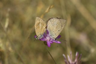 Anormal okgzl (Polyommatus admetus)