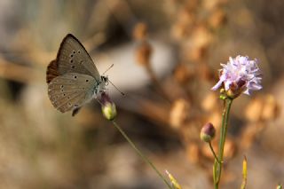 Anormal okgzl (Polyommatus admetus)