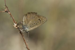 Anormal okgzl (Polyommatus admetus)