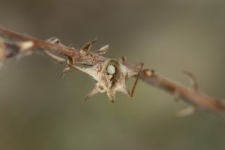 Anormal okgzl (Polyommatus admetus)