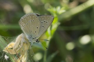 Anormal okgzl (Polyommatus admetus)