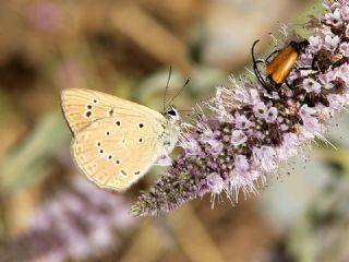 Anormal okgzl (Polyommatus admetus)