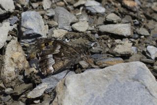 Gney Kzlmelei (Hipparchia senthes)