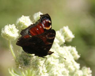 Tavus Kelebei (Inachis io)