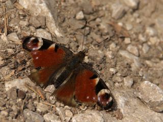 Tavus Kelebe�i&nbsp;(Inachis&nbsp;io)