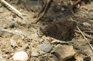 Aa Karamelei (Hipparchia statilinus)