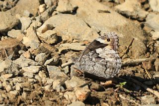 Byk Karamelek (Hipparchia syriaca)