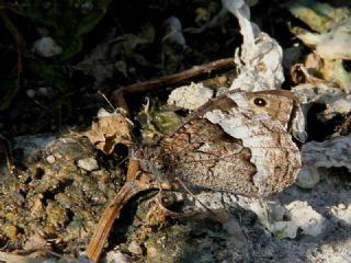 Byk Karamelek (Hipparchia syriaca)