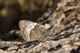 Byk Karamelek (Hipparchia syriaca)