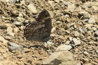 Byk Karamelek (Hipparchia syriaca)