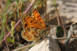 Benekli Byk parhan (Melitaea phoebe)