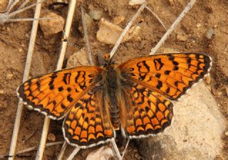 Benekli Byk parhan (Melitaea phoebe)