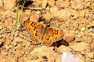 Benekli Byk parhan (Melitaea phoebe)